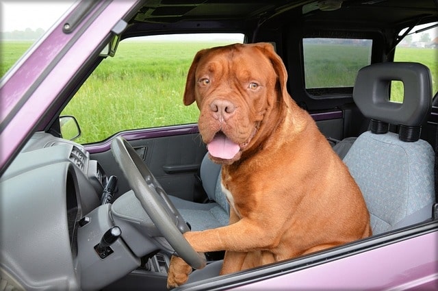 heat kills dogs in cars 5f6220d26beef