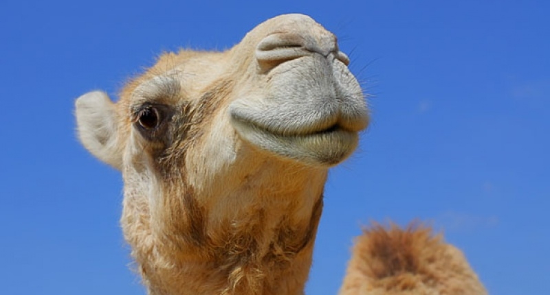 Camel Beauty Pageant Kicks Out 12 Animals for Botox